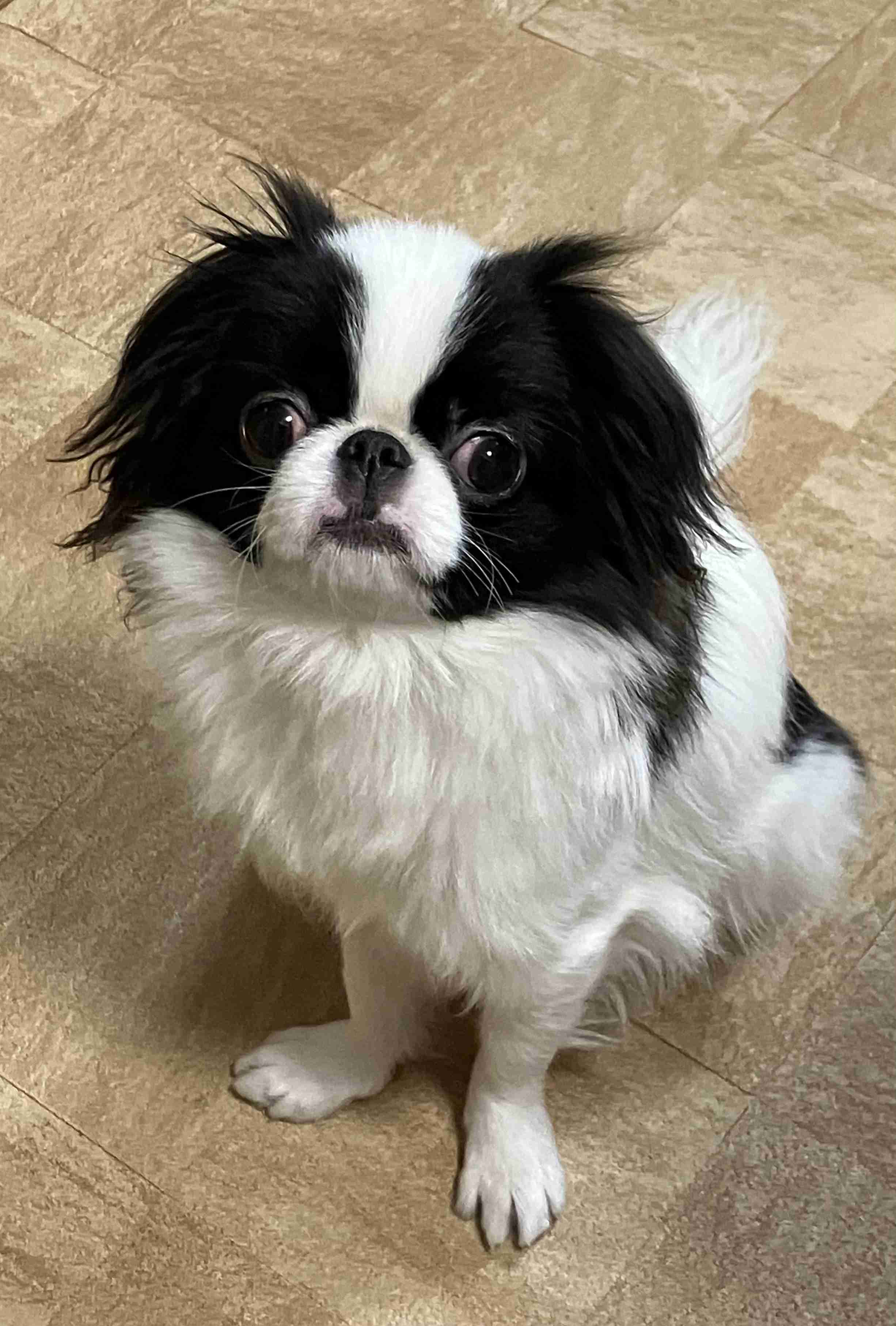 好きな犬種【みんなのオンリーワン🐶】