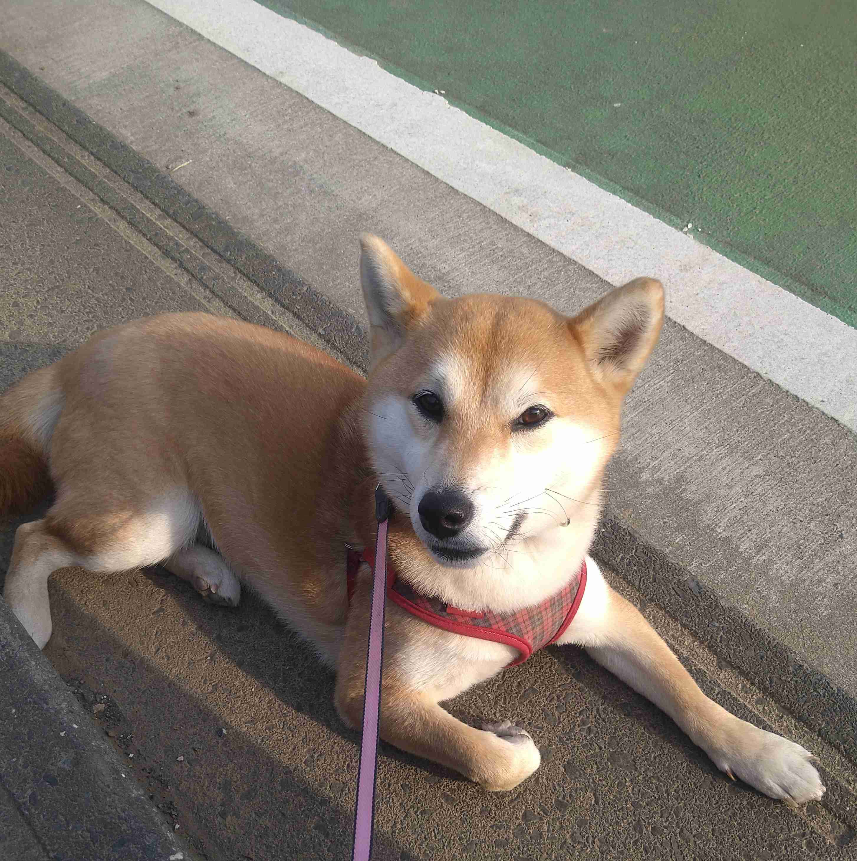 好きな犬種【みんなのオンリーワン🐶】