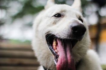 好きな犬種【みんなのオンリーワン🐶】