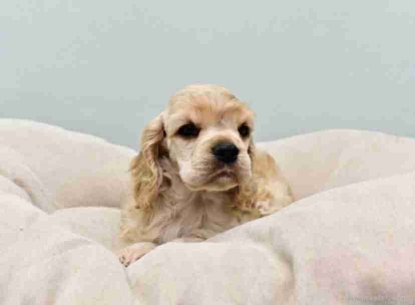 好きな犬種【みんなのオンリーワン🐶】
