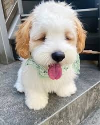 好きな犬種【みんなのオンリーワン🐶】