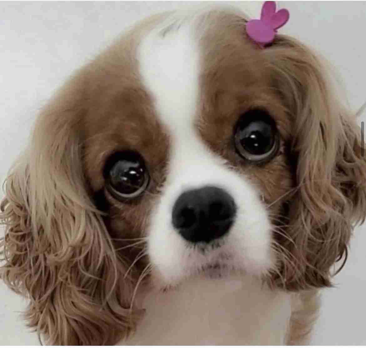 好きな犬種【みんなのオンリーワン🐶】