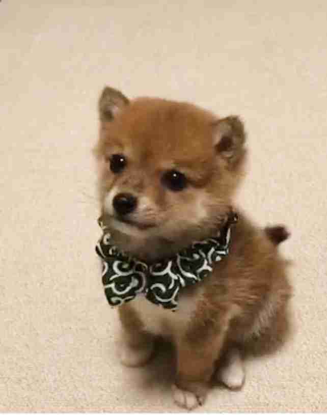 好きな犬種【みんなのオンリーワン🐶】
