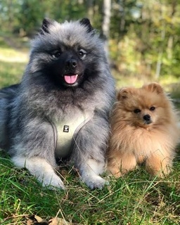 好きな犬種【みんなのオンリーワン🐶】