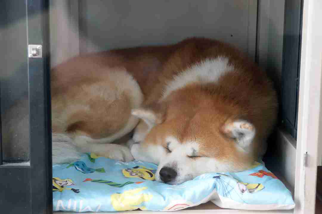 好きな犬種【みんなのオンリーワン🐶】