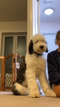 好きな犬種【みんなのオンリーワン🐶】