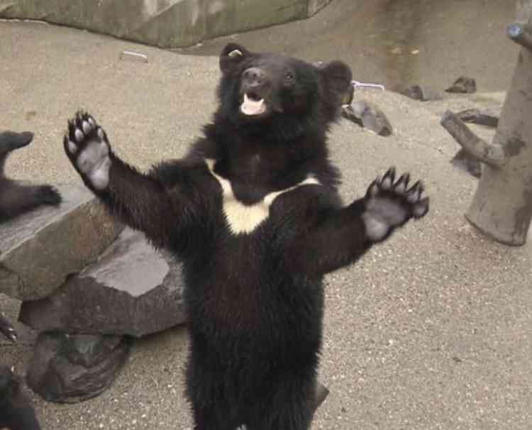 【絶対に走らないでください】クマは時速40km　人間が振り切るの無理　岩手・鞍掛山で登山客が至近距離で出くわす　