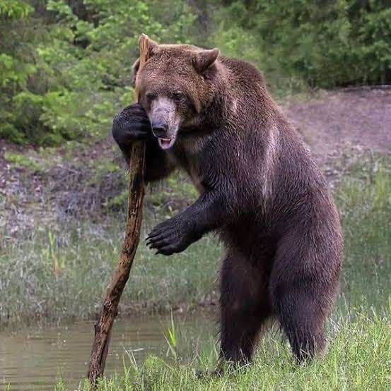 【絶対に走らないでください】クマは時速40km　人間が振り切るの無理　岩手・鞍掛山で登山客が至近距離で出くわす　