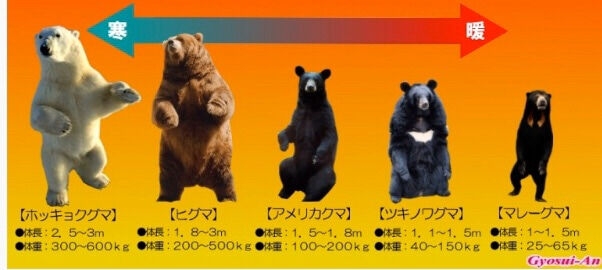 【絶対に走らないでください】クマは時速40km　人間が振り切るの無理　岩手・鞍掛山で登山客が至近距離で出くわす　
