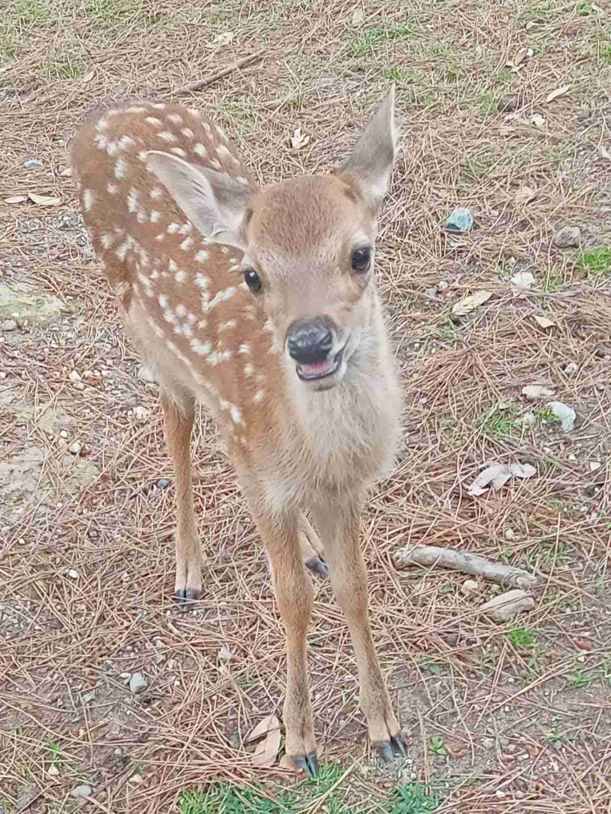 心の声が伝わってくる画像を貼ろう！