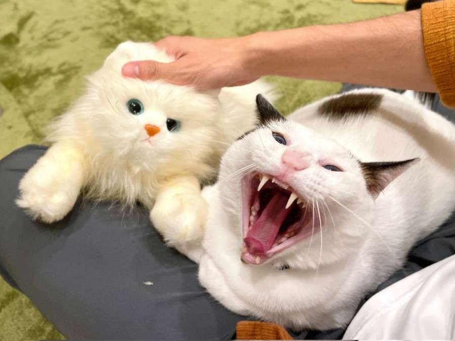 心の声が伝わってくる画像を貼ろう！
