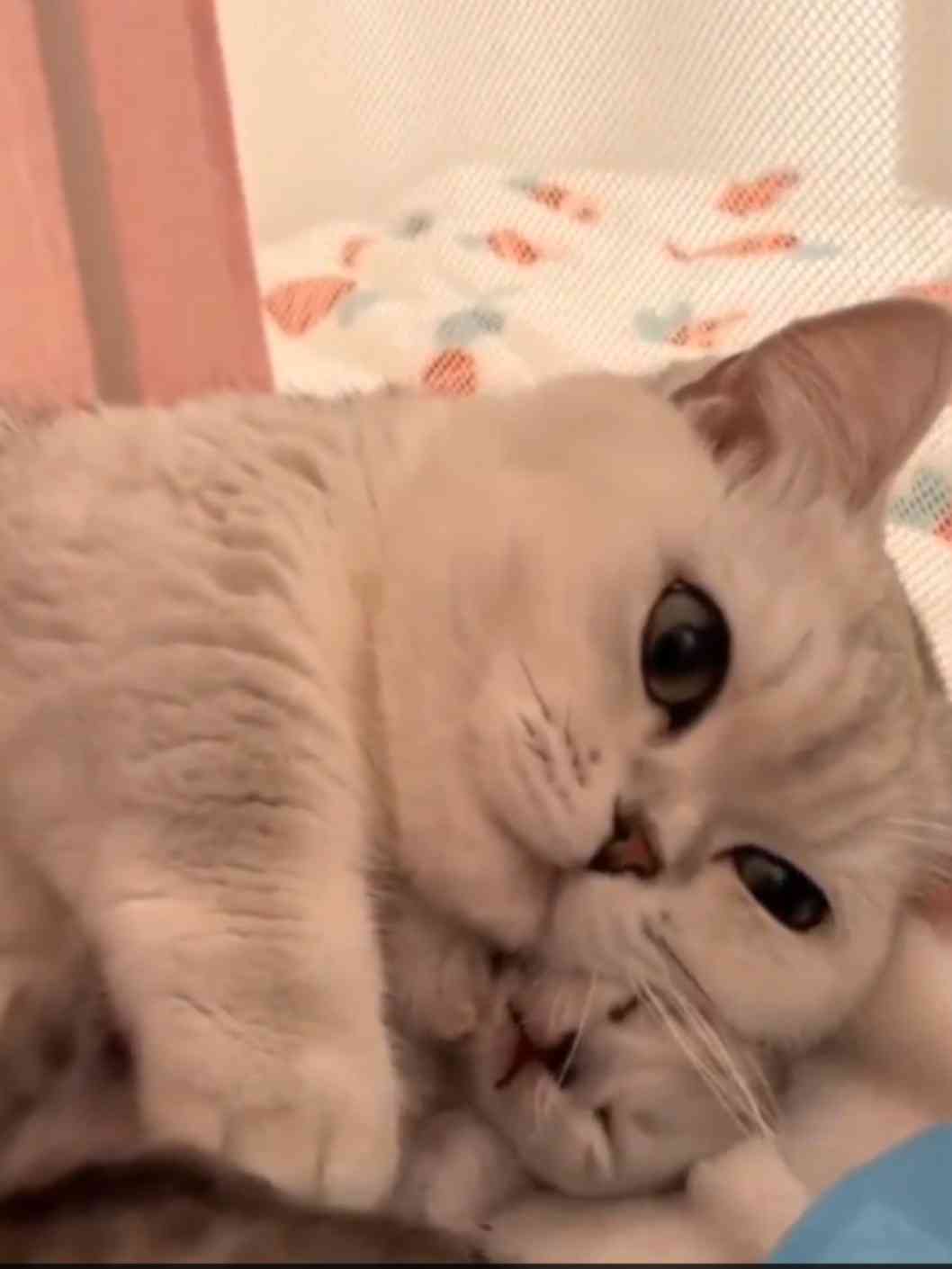 心の声が伝わってくる画像を貼ろう！
