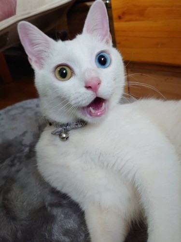 心の声が伝わってくる画像を貼ろう！