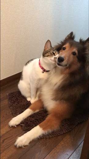心の声が伝わってくる画像を貼ろう！