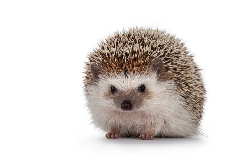 【アラフォー】身体のハリを失う