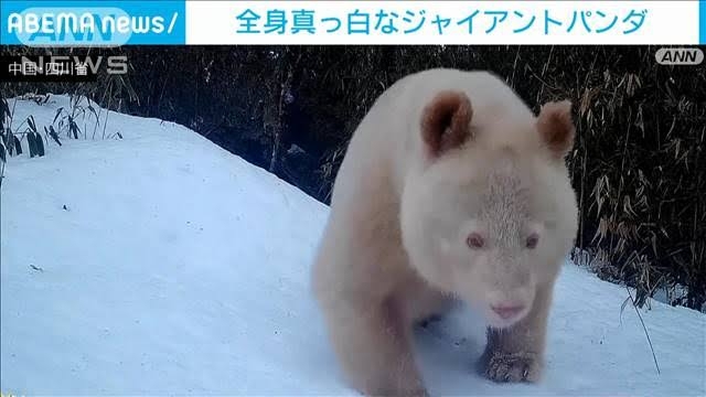 中国 全身が“真っ白なジャイアントパンダ”の映像が公開 北京大学の専門家「遺伝子の突然変異かも」