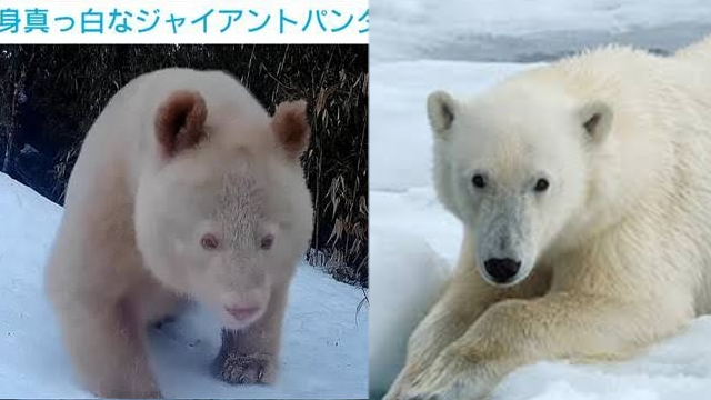 中国 全身が“真っ白なジャイアントパンダ”の映像が公開 北京大学の専門家「遺伝子の突然変異かも」