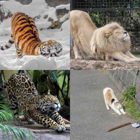ネコの可愛い仕草を語りたい🐾