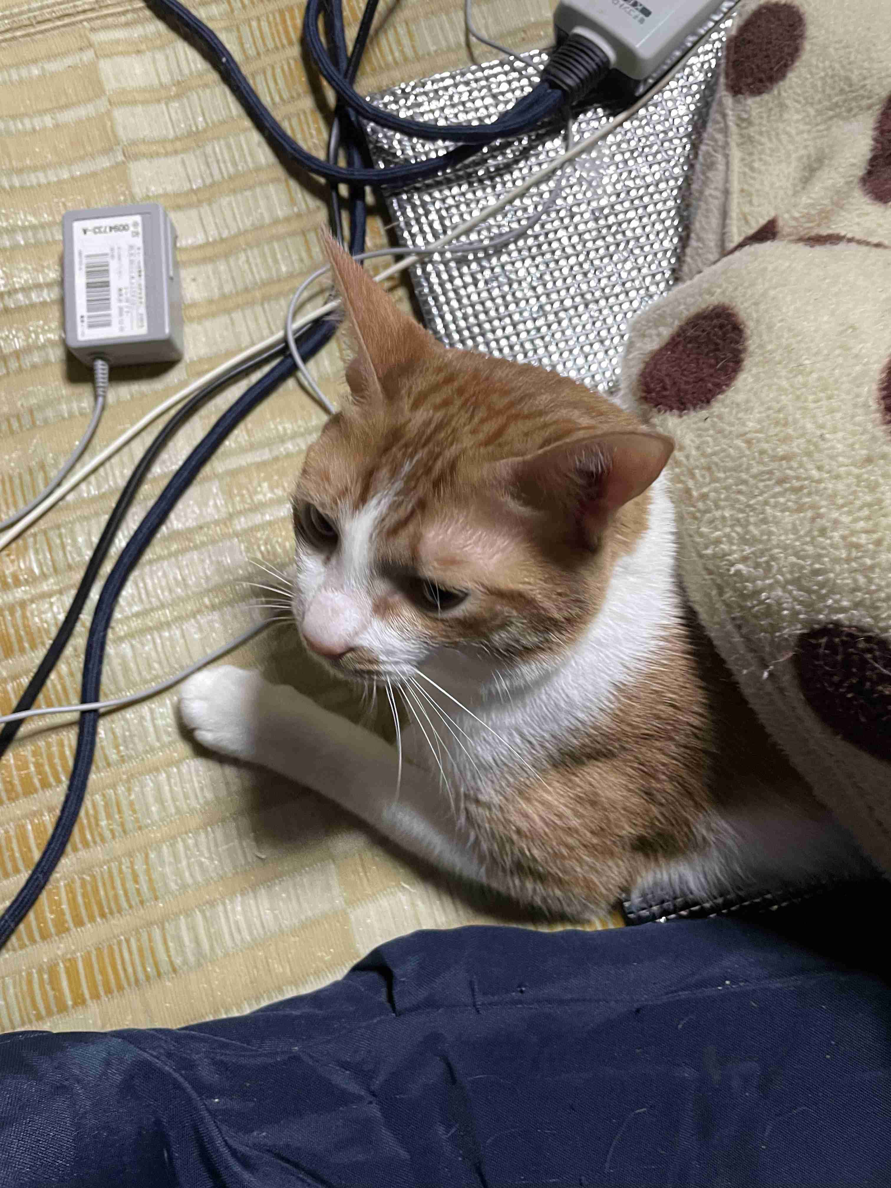 ネコの可愛い仕草を語りたい🐾