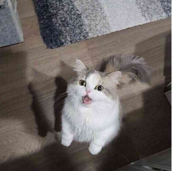 ネコの可愛い仕草を語りたい🐾