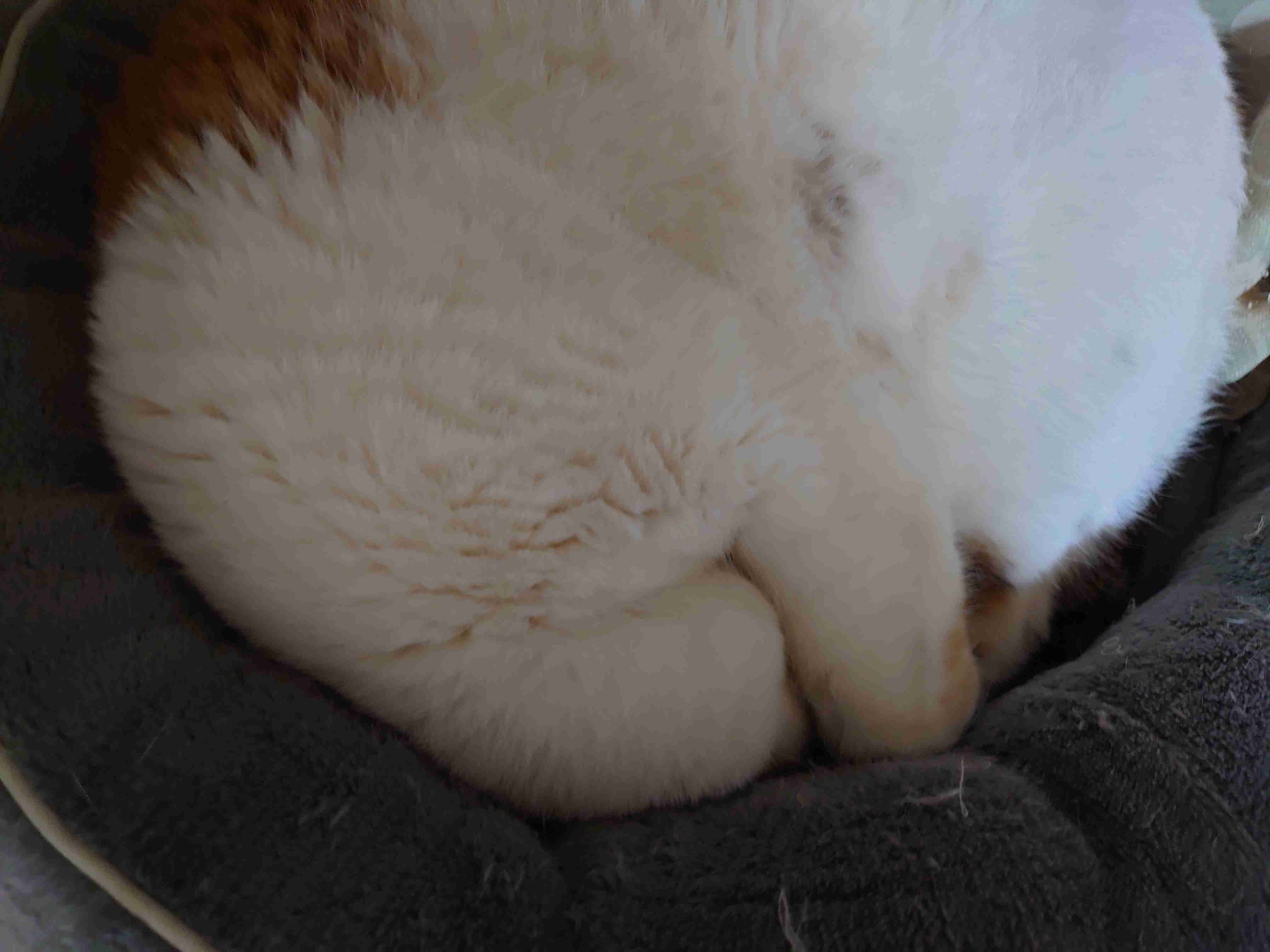ネコの可愛い仕草を語りたい🐾