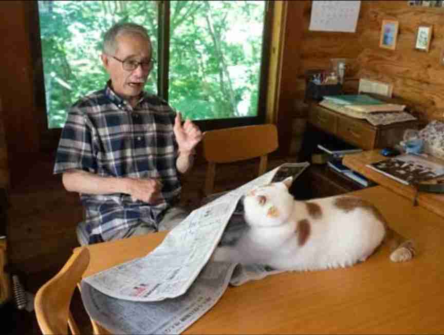 ネコの可愛い仕草を語りたい🐾