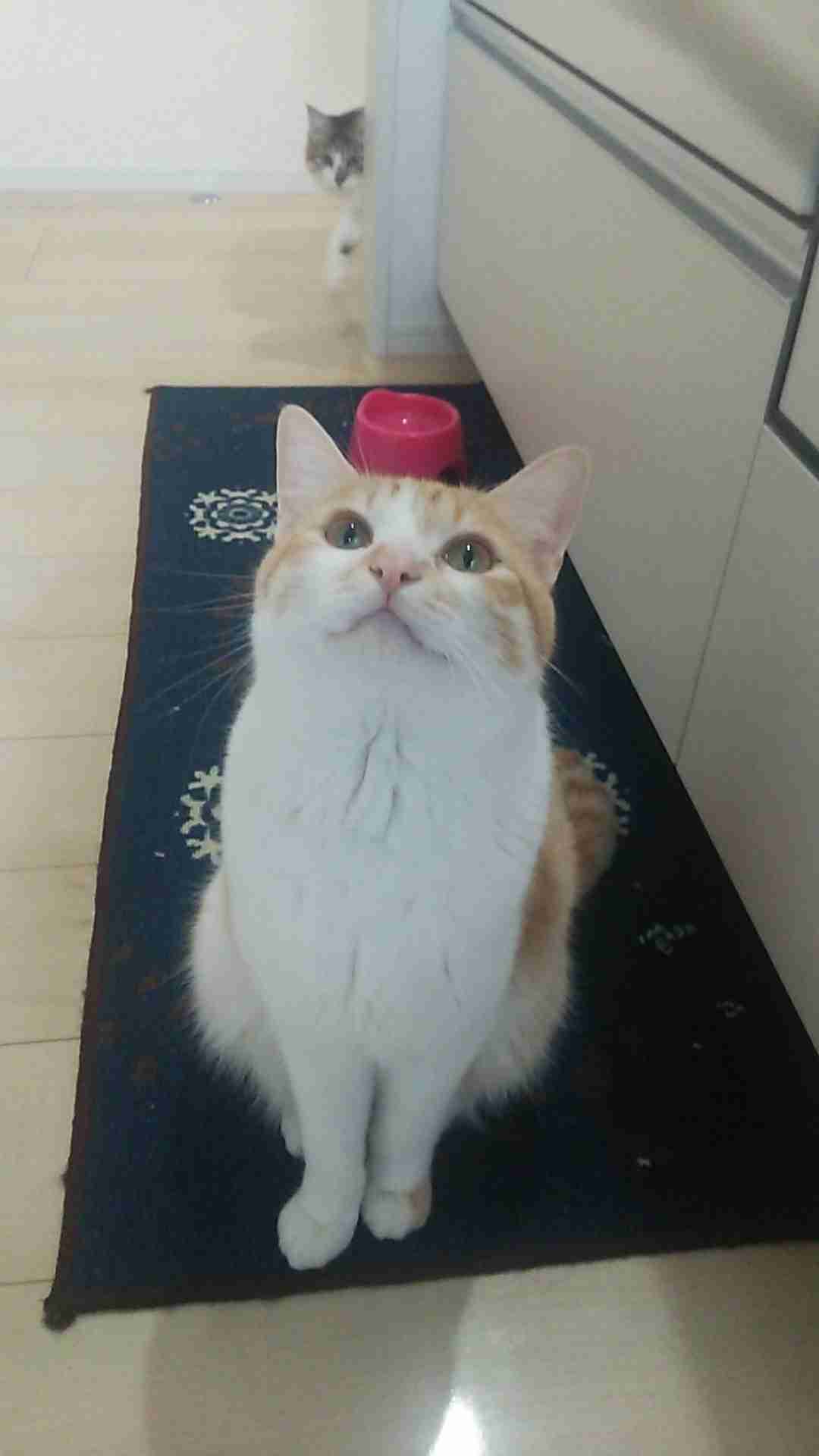 ネコの可愛い仕草を語りたい🐾