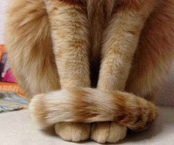 ネコの可愛い仕草を語りたい🐾