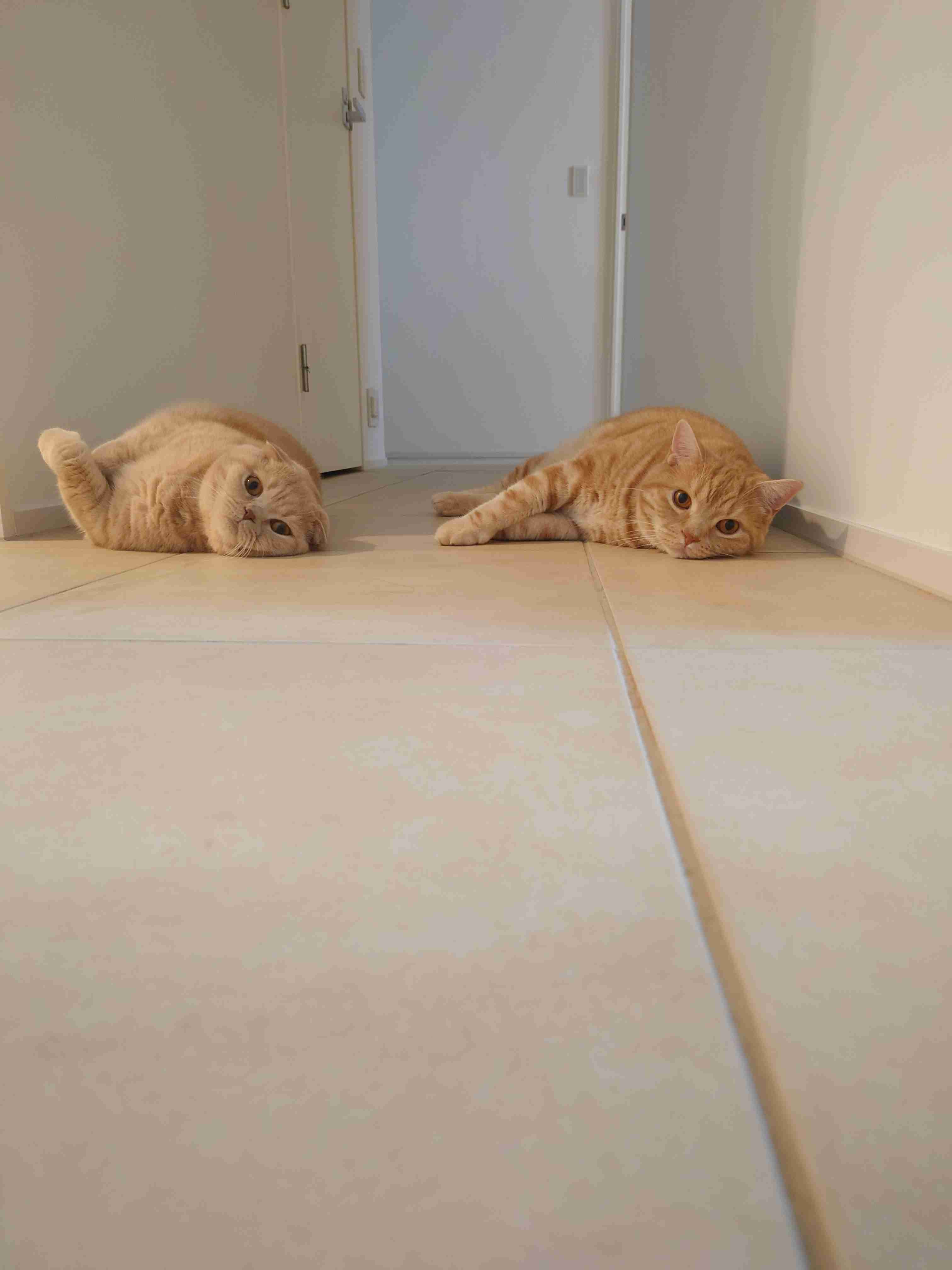 ネコの可愛い仕草を語りたい🐾