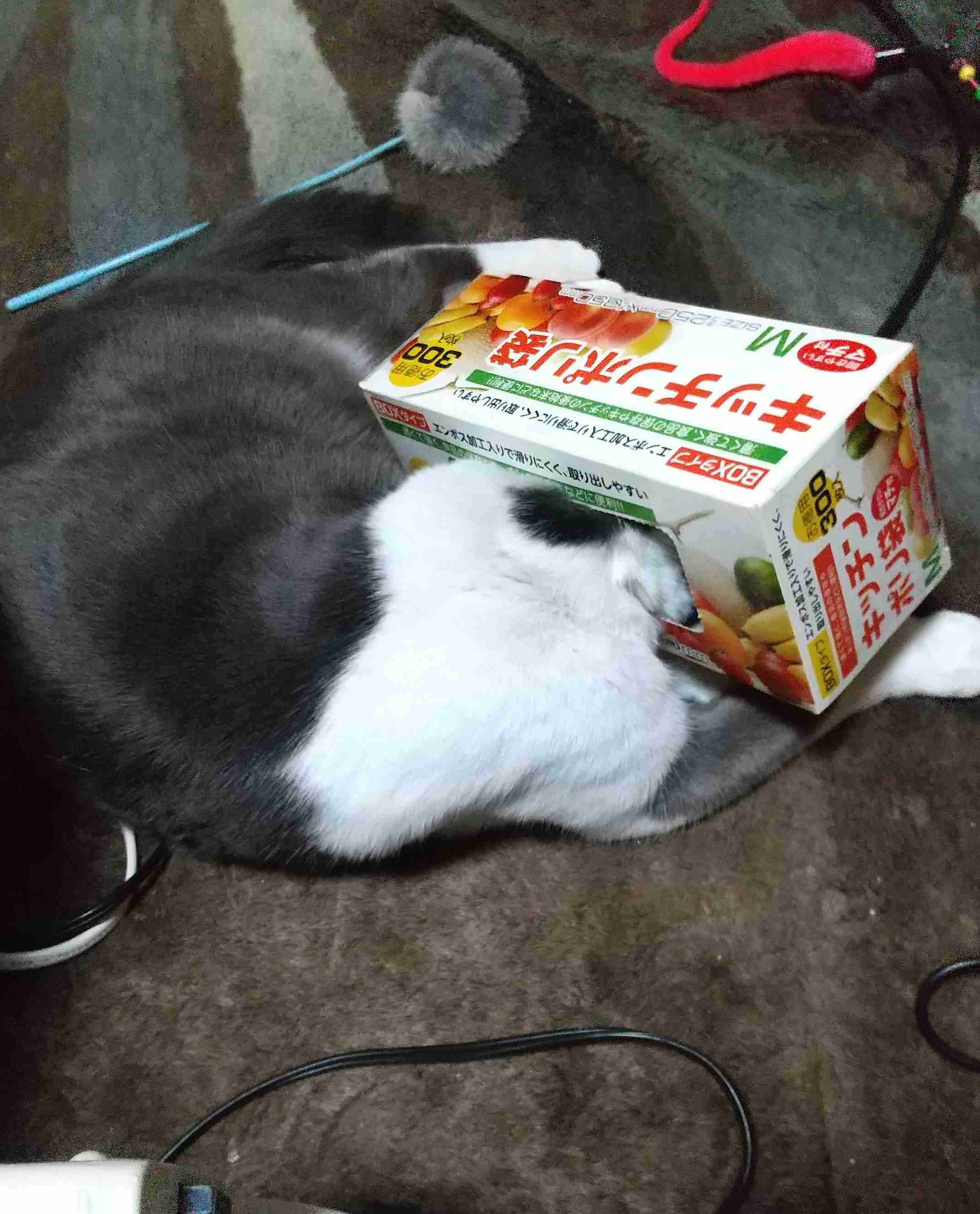 ネコの可愛い仕草を語りたい🐾