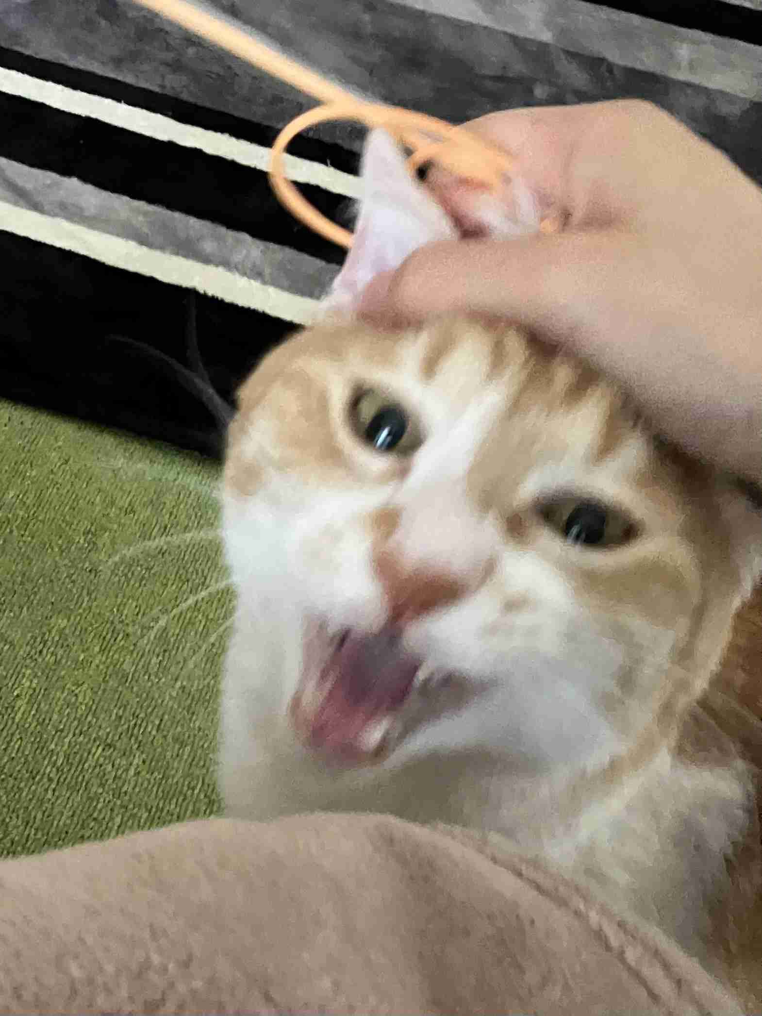 ネコの可愛い仕草を語りたい🐾