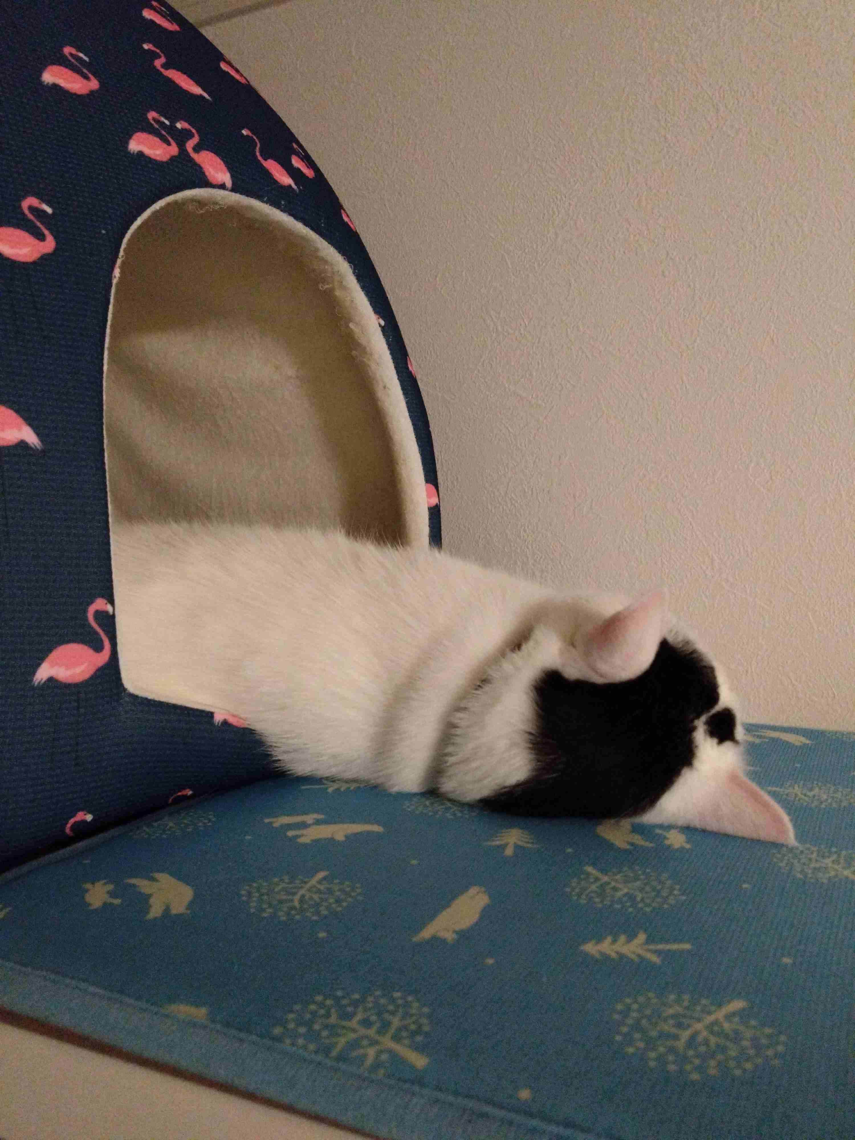 ネコの可愛い仕草を語りたい🐾