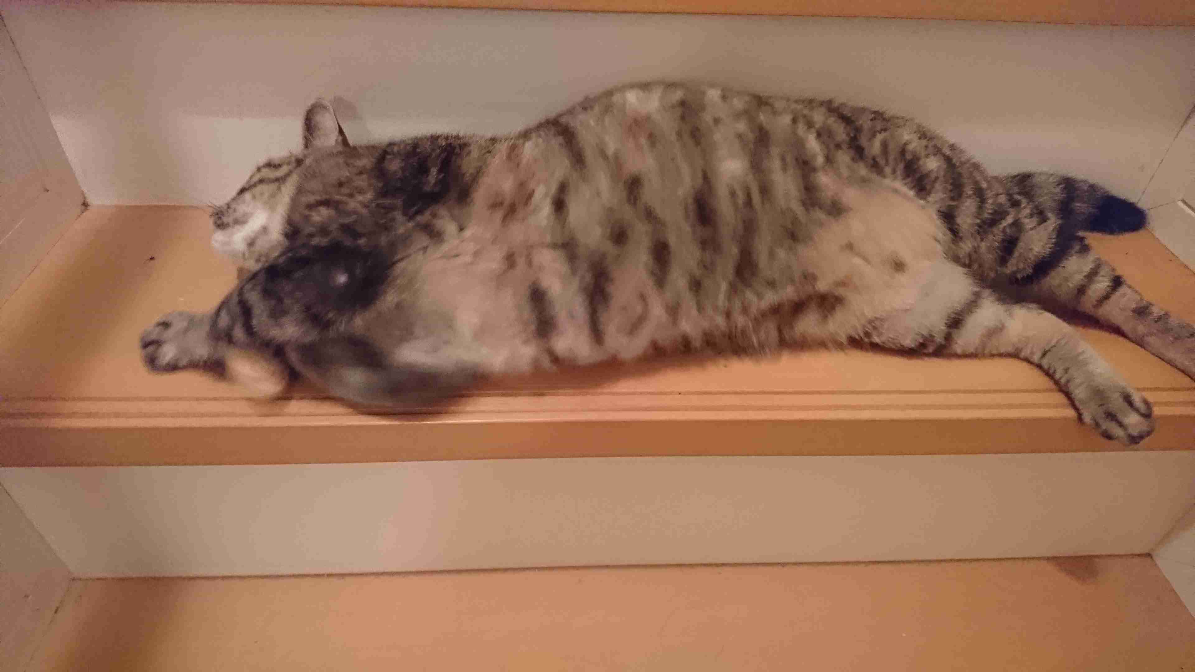 ネコの可愛い仕草を語りたい🐾