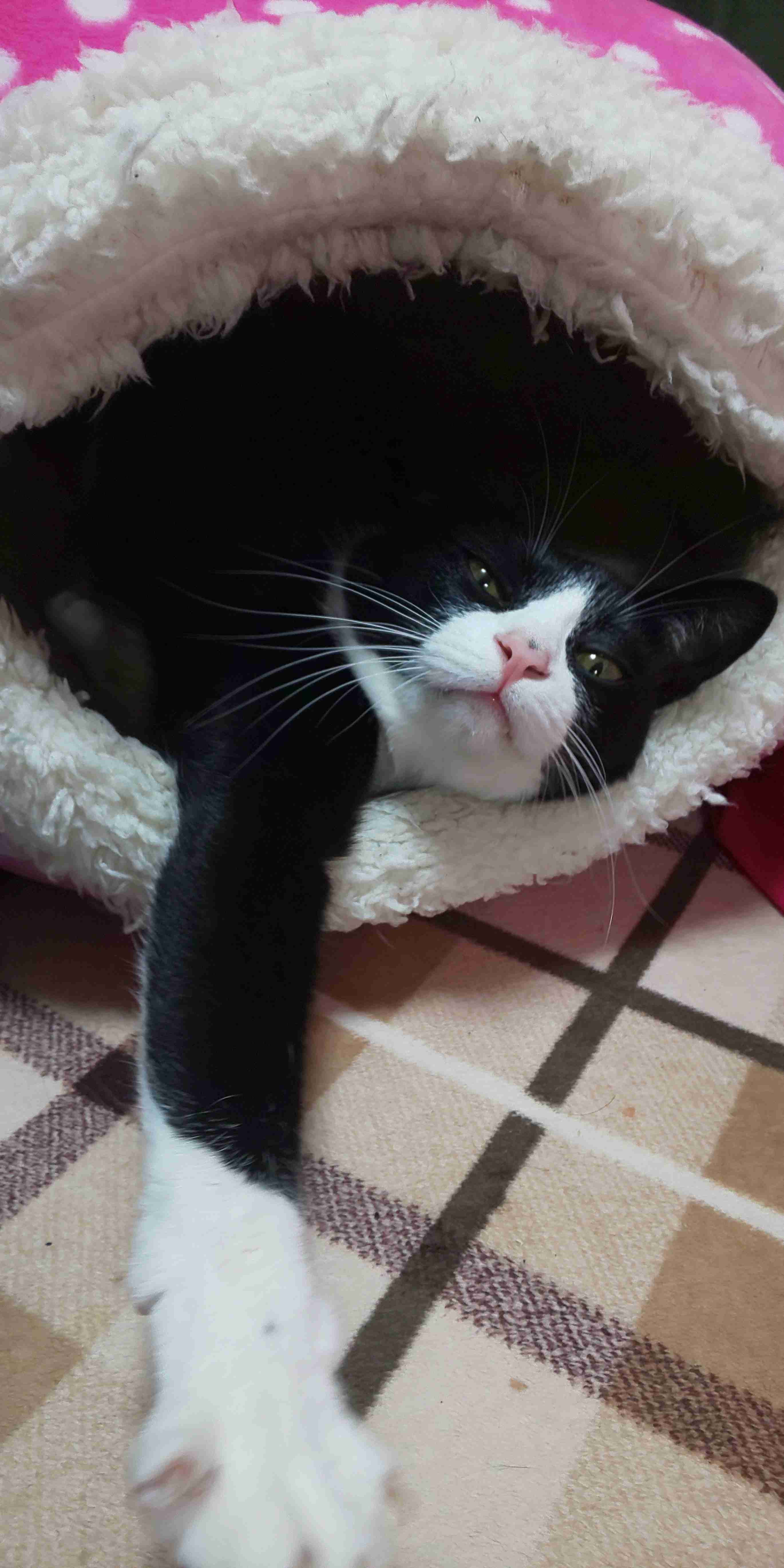 ネコの可愛い仕草を語りたい🐾