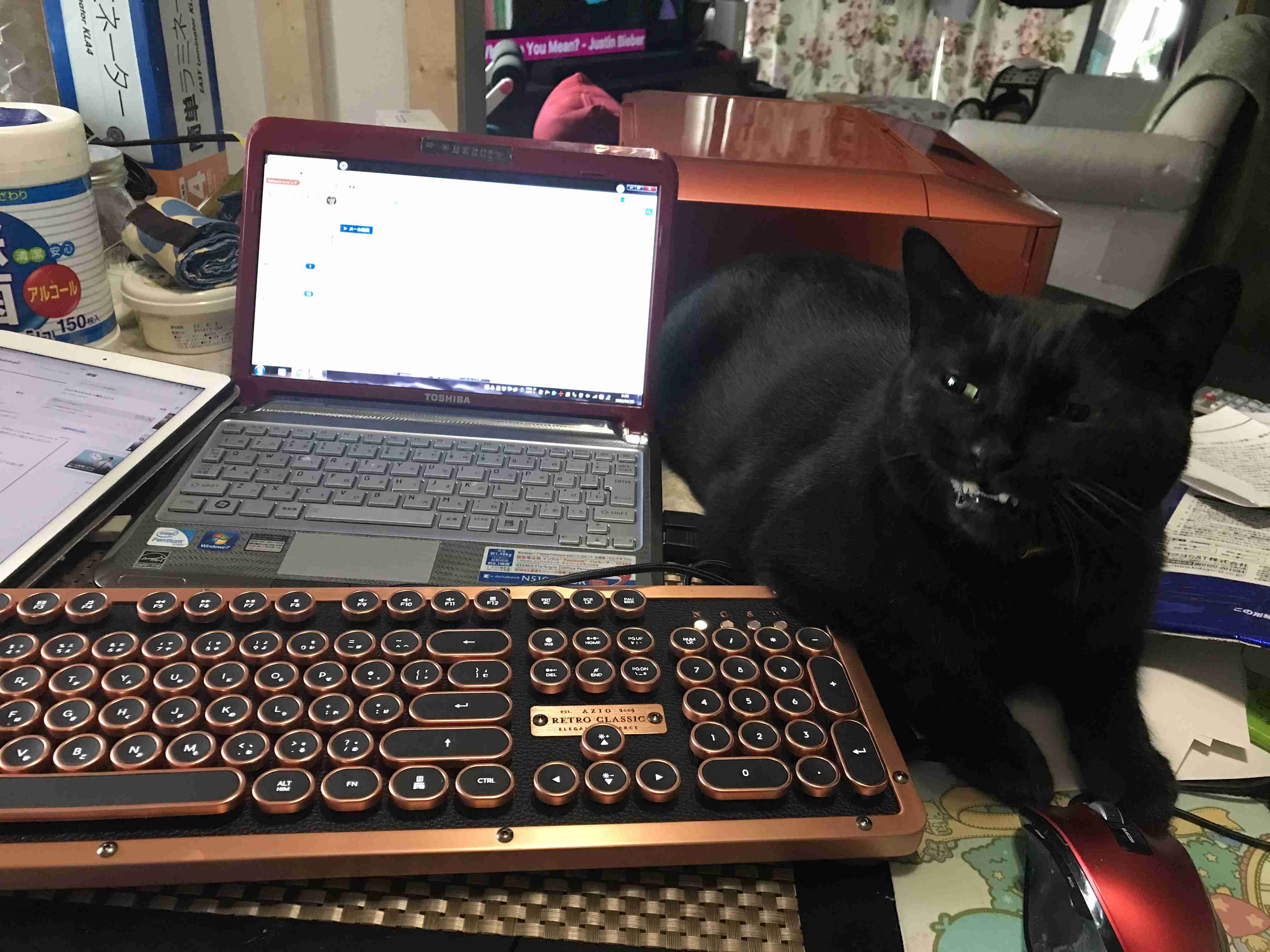 ネコの可愛い仕草を語りたい🐾