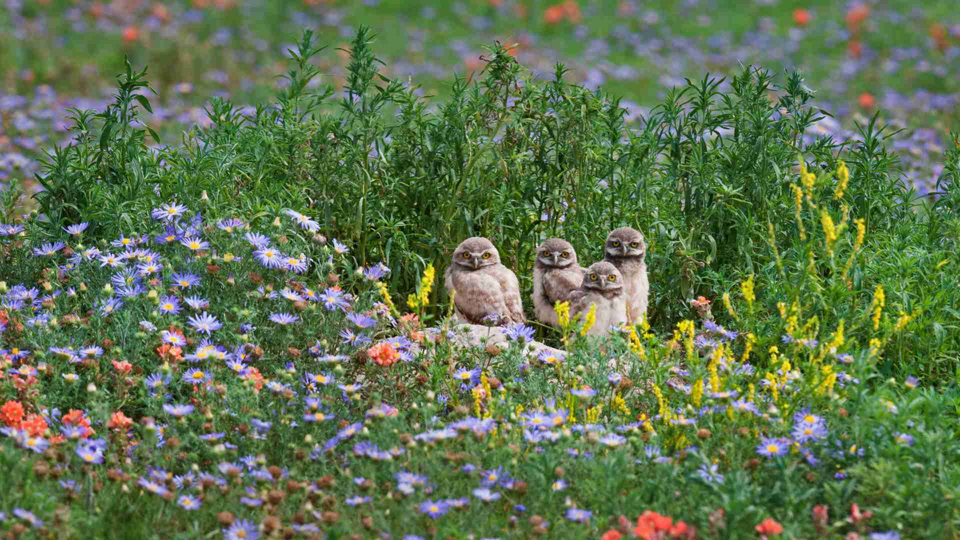 🦅🦢鳥の世界にガールズちゃんねるがあったら…🦚🕊️