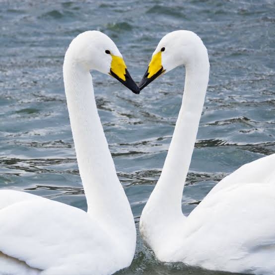 🦅🦢鳥の世界にガールズちゃんねるがあったら…🦚🕊️