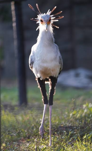 🦅🦢鳥の世界にガールズちゃんねるがあったら…🦚🕊️