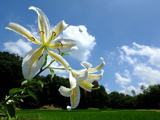 どこか切ない夏の画像を貼っていくトピpart7