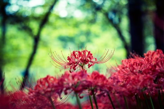 どこか切ない夏の画像を貼っていくトピpart7