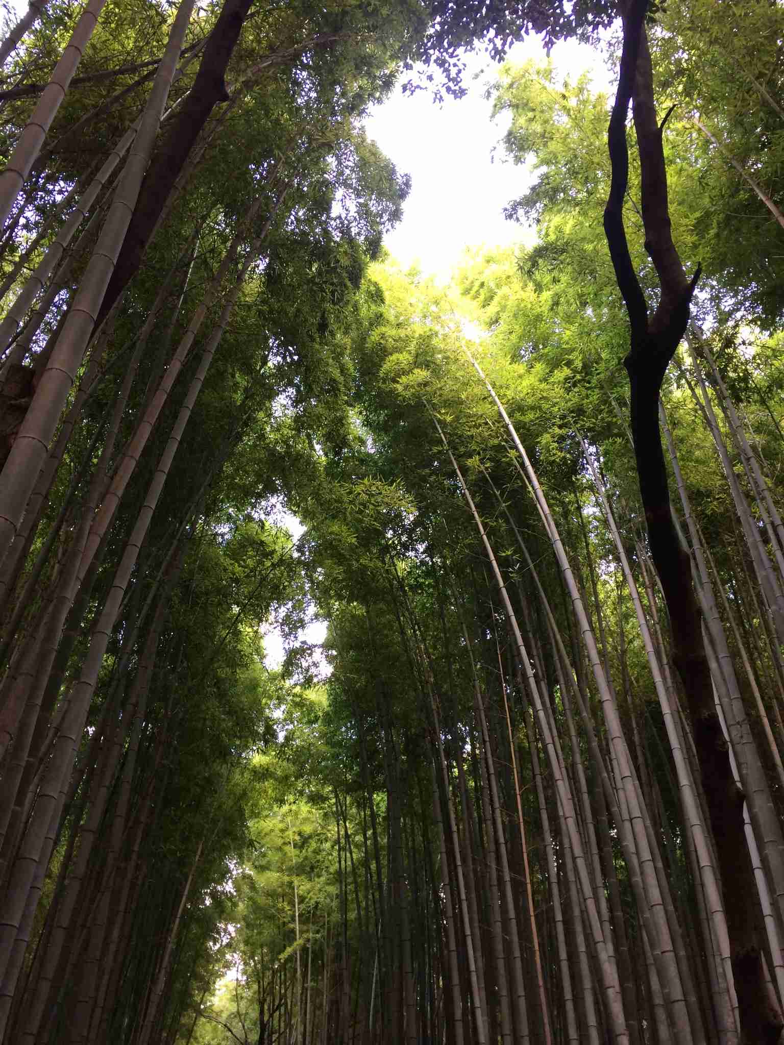 どこか切ない夏の画像を貼っていくトピpart7