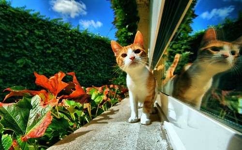 どこか切ない夏の画像を貼っていくトピpart7