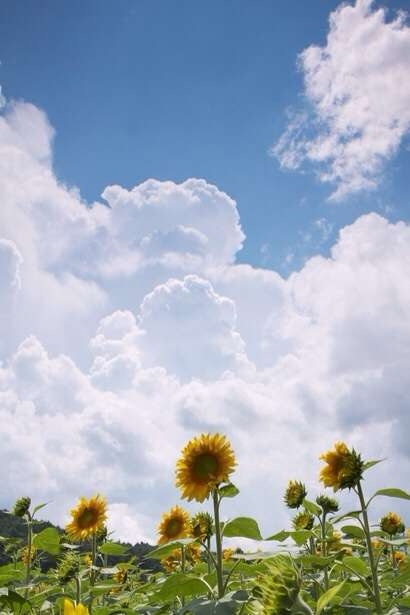 どこか切ない夏の画像を貼っていくトピpart7