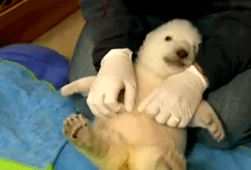 熊が怖くて観光に行けない