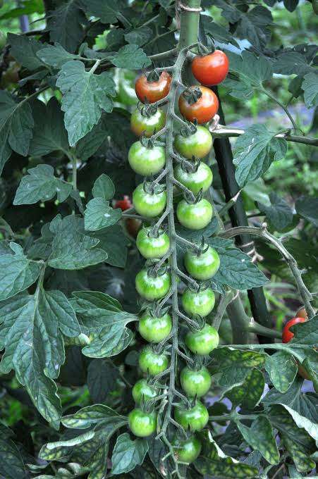 ベランダガーデニングでの失敗あるある。