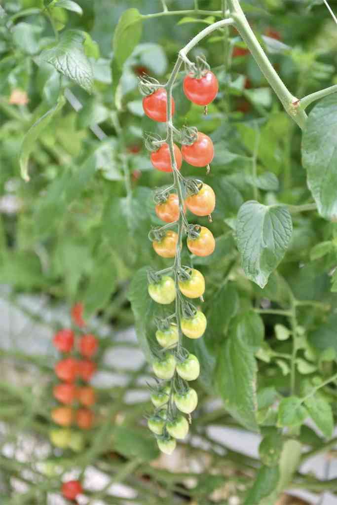 ベランダガーデニングでの失敗あるある。