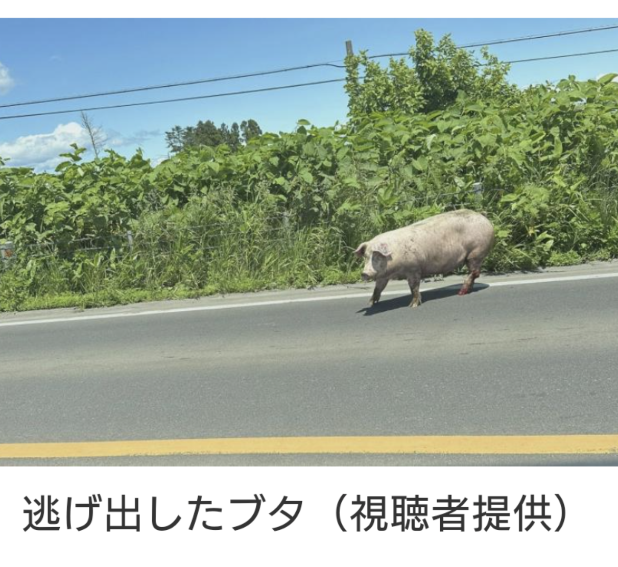 高速バスとトラックが衝突　15人けが　そのうち2人～3人が心肺停止　北海道八雲町