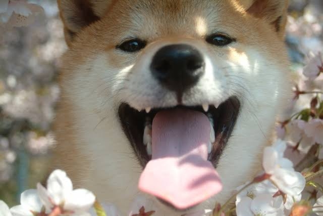 [悲しみ]トピが盛り上がらん[トピ主集合]part4