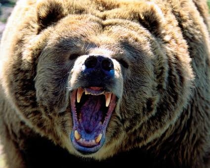 岩手の動物園ZOOMOに野生のクマが侵入か　急きょ休園に