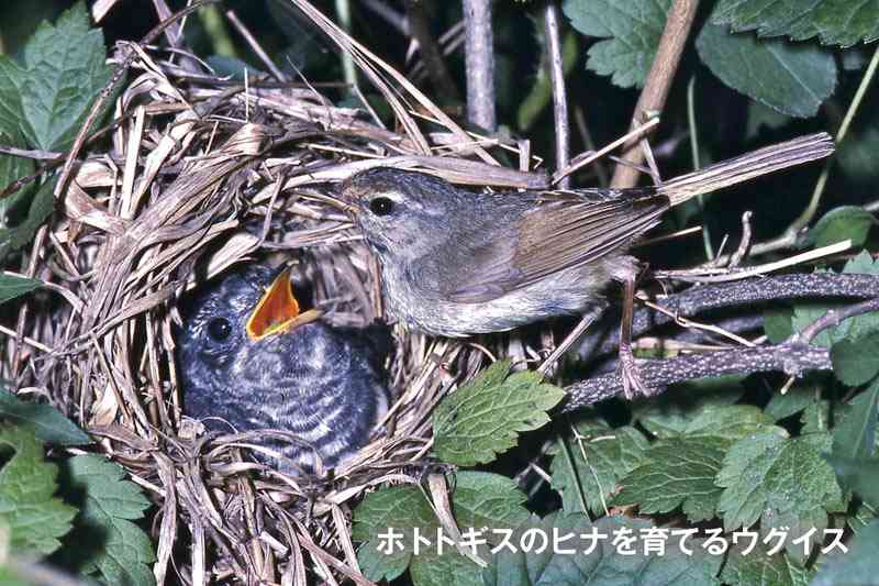 自分の性格を「鳴かぬなら〜ホトトギス」で例えると